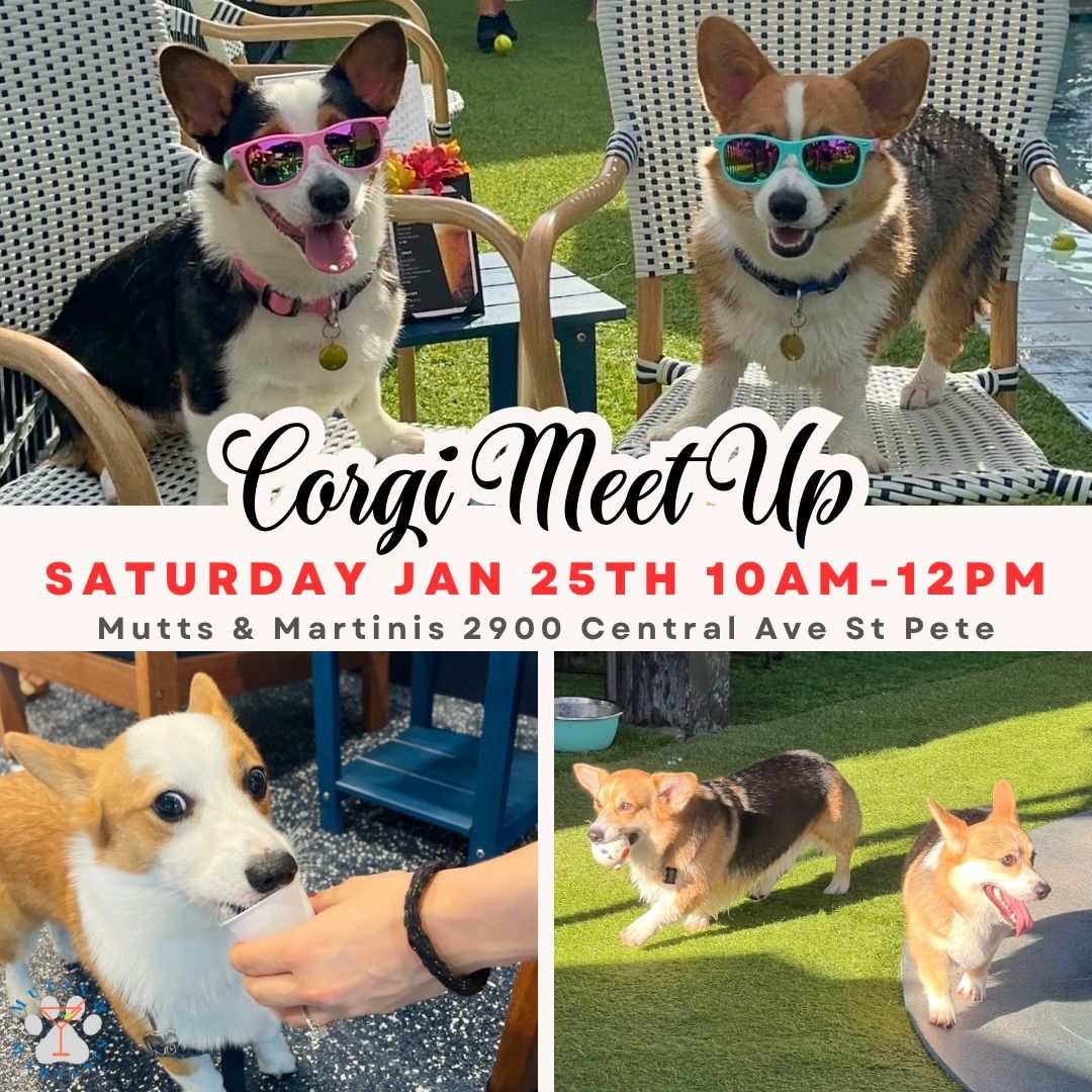 Corgi Meet Up at Mutts & Martinis