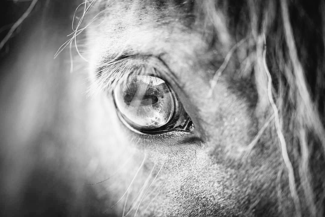 How To Train Your Horse Workshop w\/ Rosca Horsemanship at Derby College Equestrian Centre