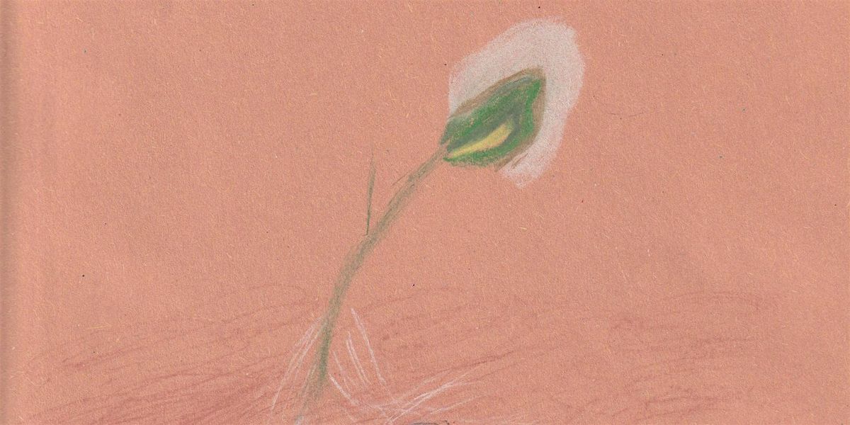 The Gardening Drawing Club - The Basics of Seed Saving Ed. 02 Workshop