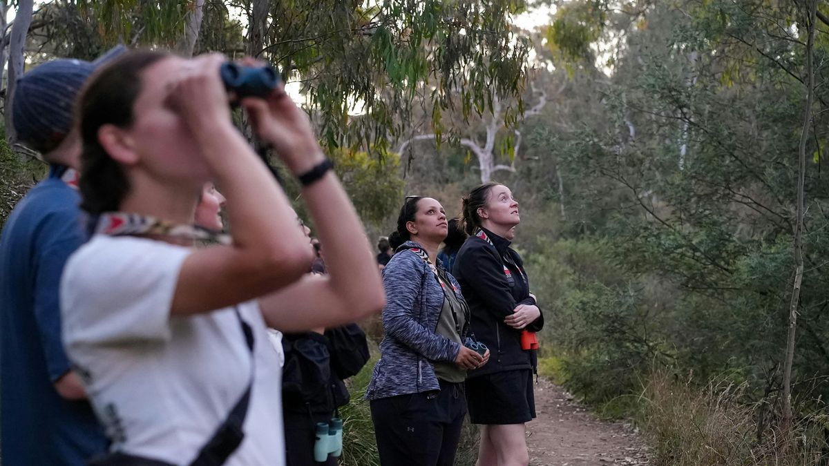 Meet grey-headed flying foxes: a guided walk - evening session