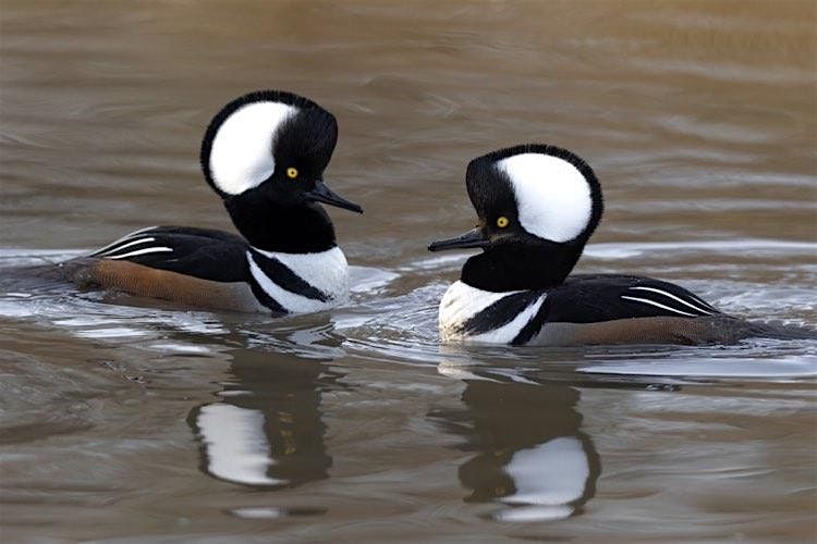 Ducks and Winter Waterfowl Field Trip