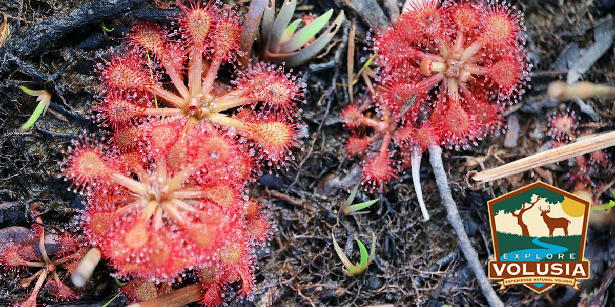 Carnivorous Plants Hike