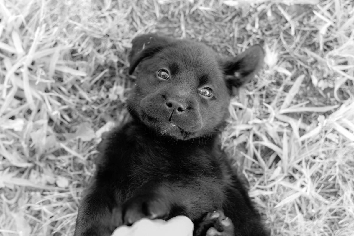 AmericanK9's Sip & Snuggle