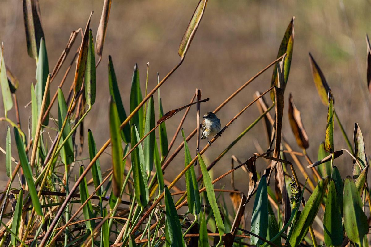 Guided Birding Walk: Fall Migration