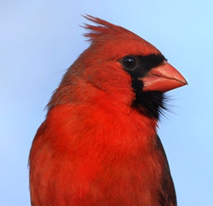 Tot Time: Backyard Birds