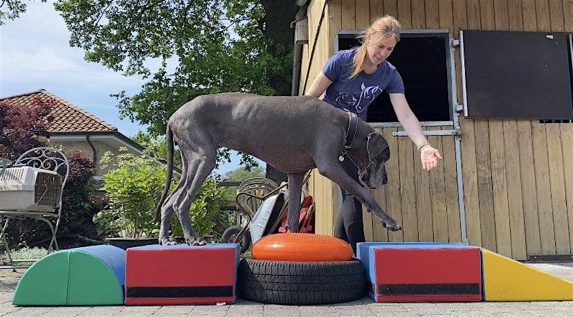 Introductie tot fun & balans - puppy 12 weken tot 6 maanden