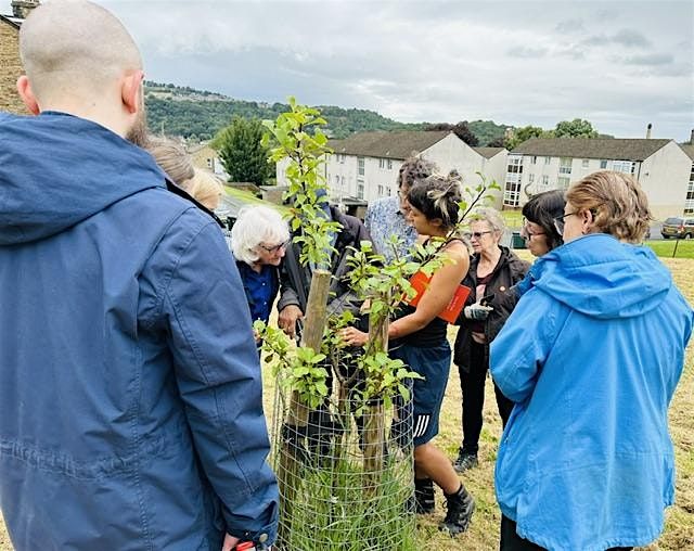 Summer Fruit Tree Pruning