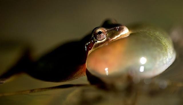 Amorous Amphibians Nighthike