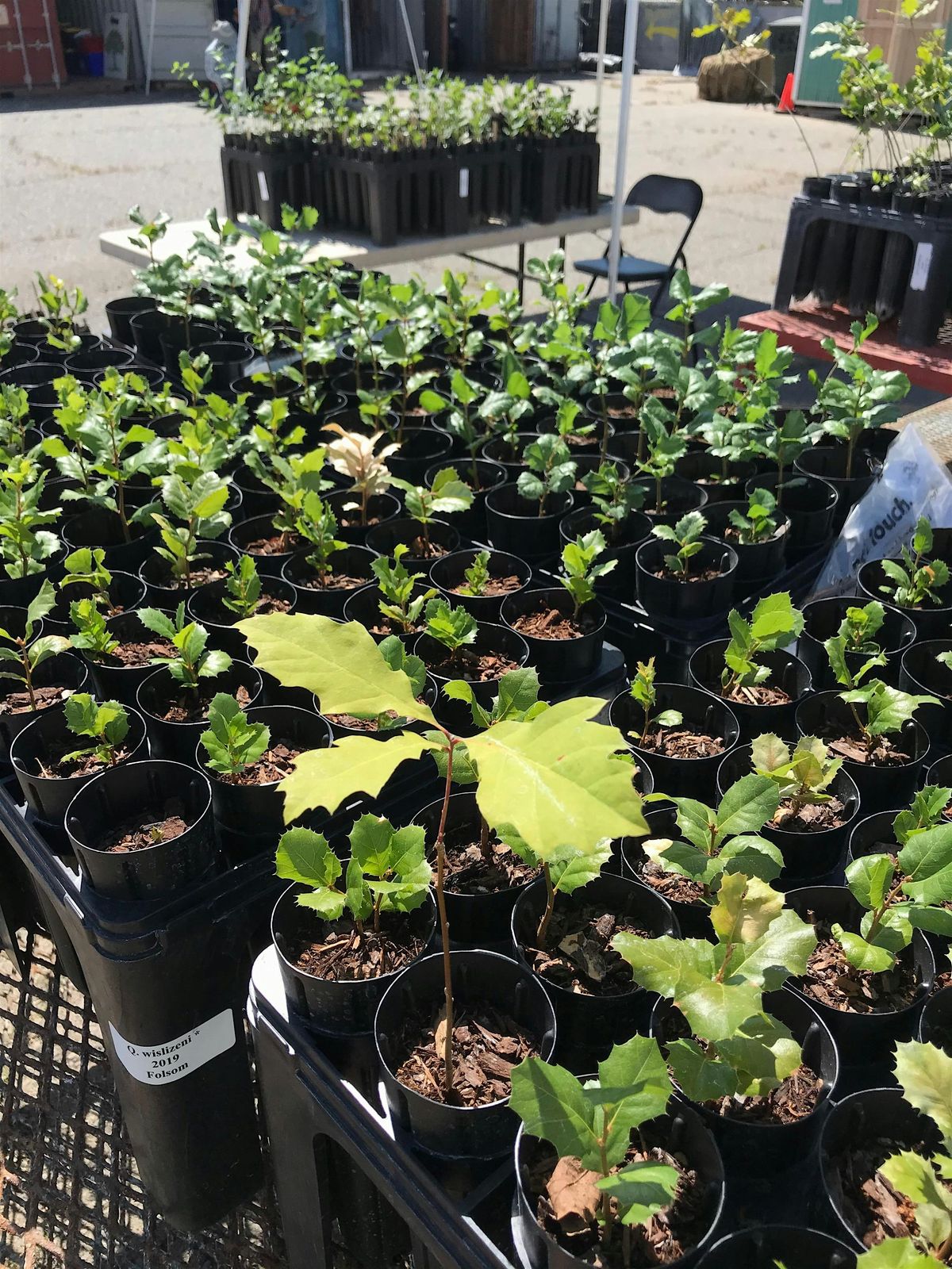 Seed to Slab: Behind the Scenes Tree Lifecycle Tour