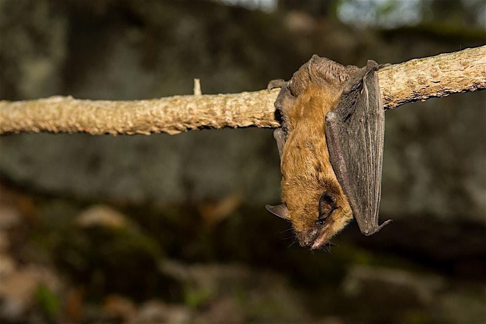 An Evening with the Bats