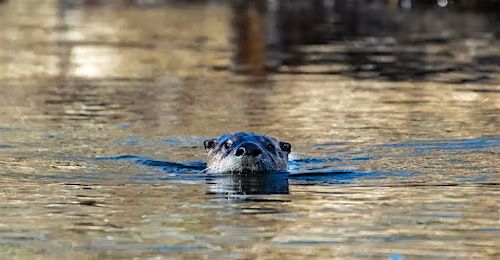 Nature Movie: Charlie and the Curious Otters