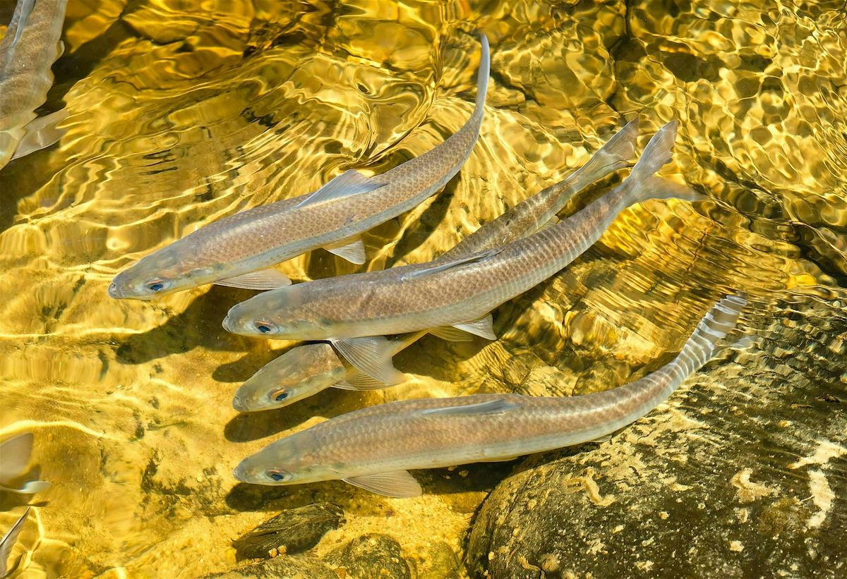 The Alewife Journey: A Conservation Success Story