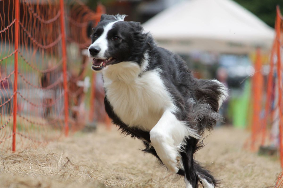 15. Hunderennen der Strunzertaler Pfoten e.V. 