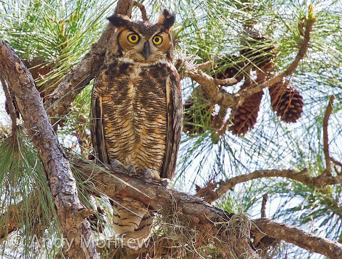 01-14-2025: Owls in Your Neighborhood