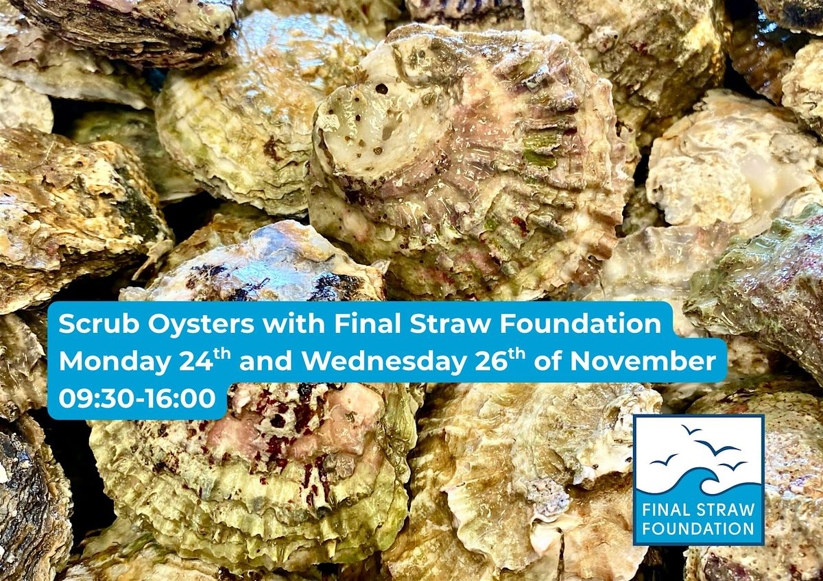 Scrub Native Oysters with the Final Straw Foundation!