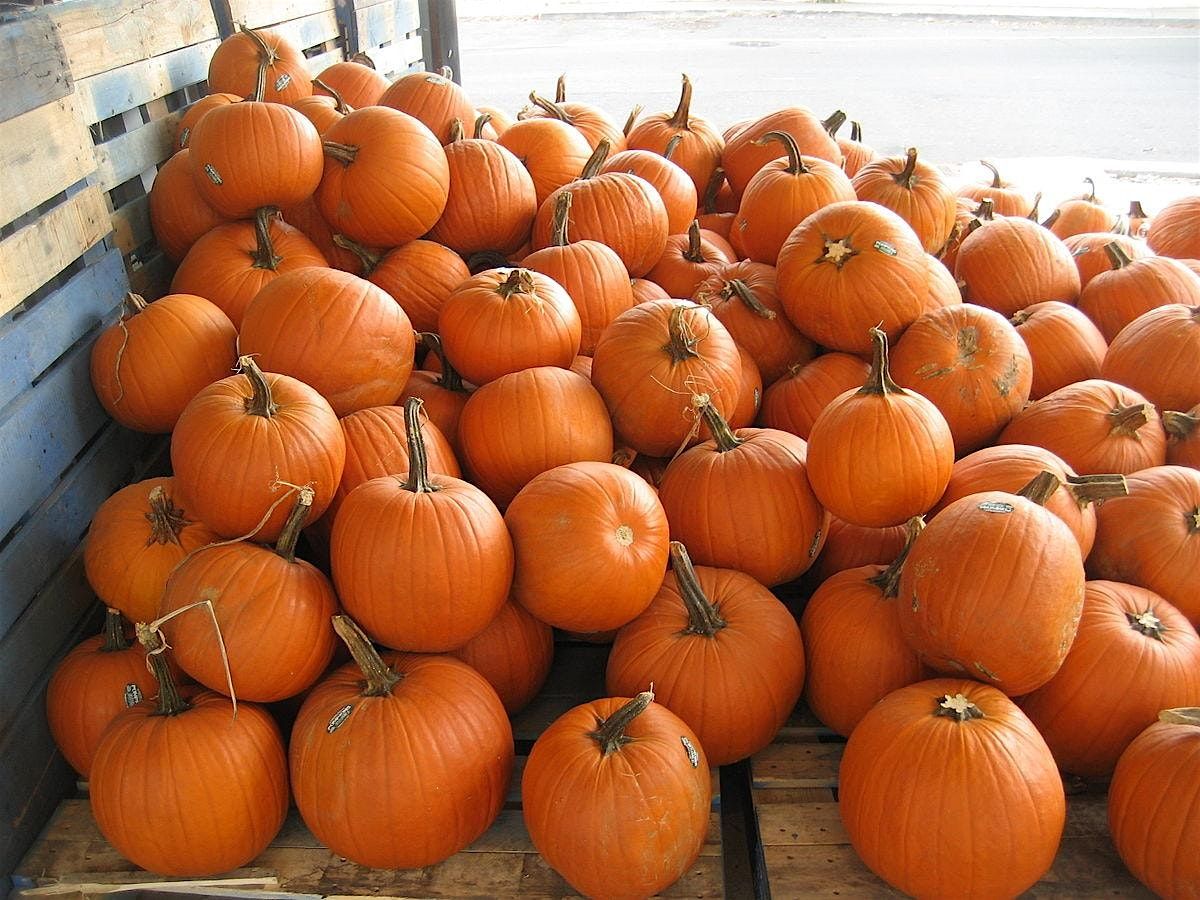 Crocheted Pumpkins Workshop | Manchester Wool & Yarn