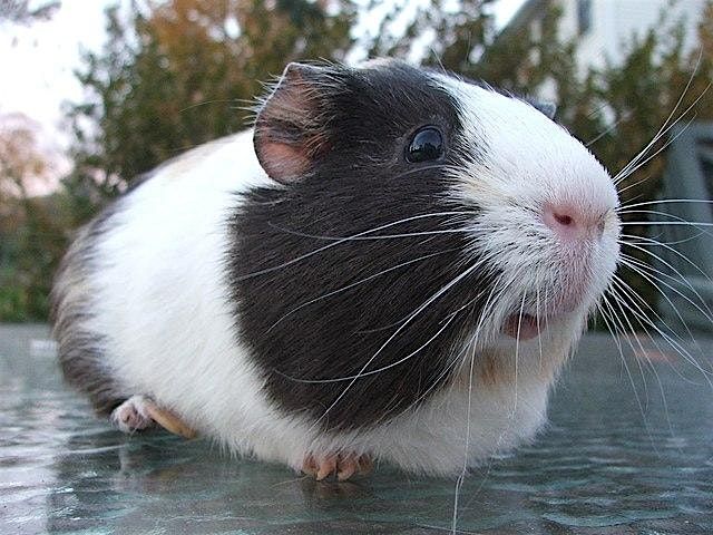 The Guinea Pig Party