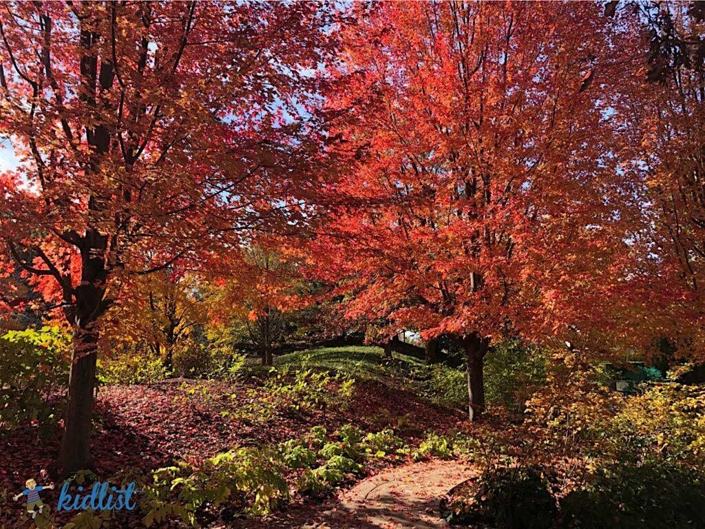 Native Plant Workshop: Fall colors and harvest!