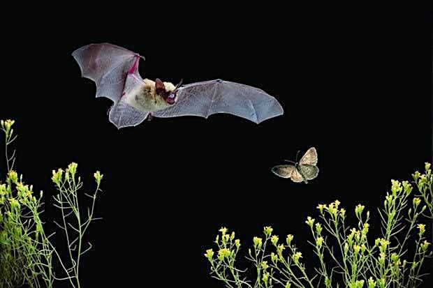 Bat Walk at Headstone Manor Park - ADULTS Only Event