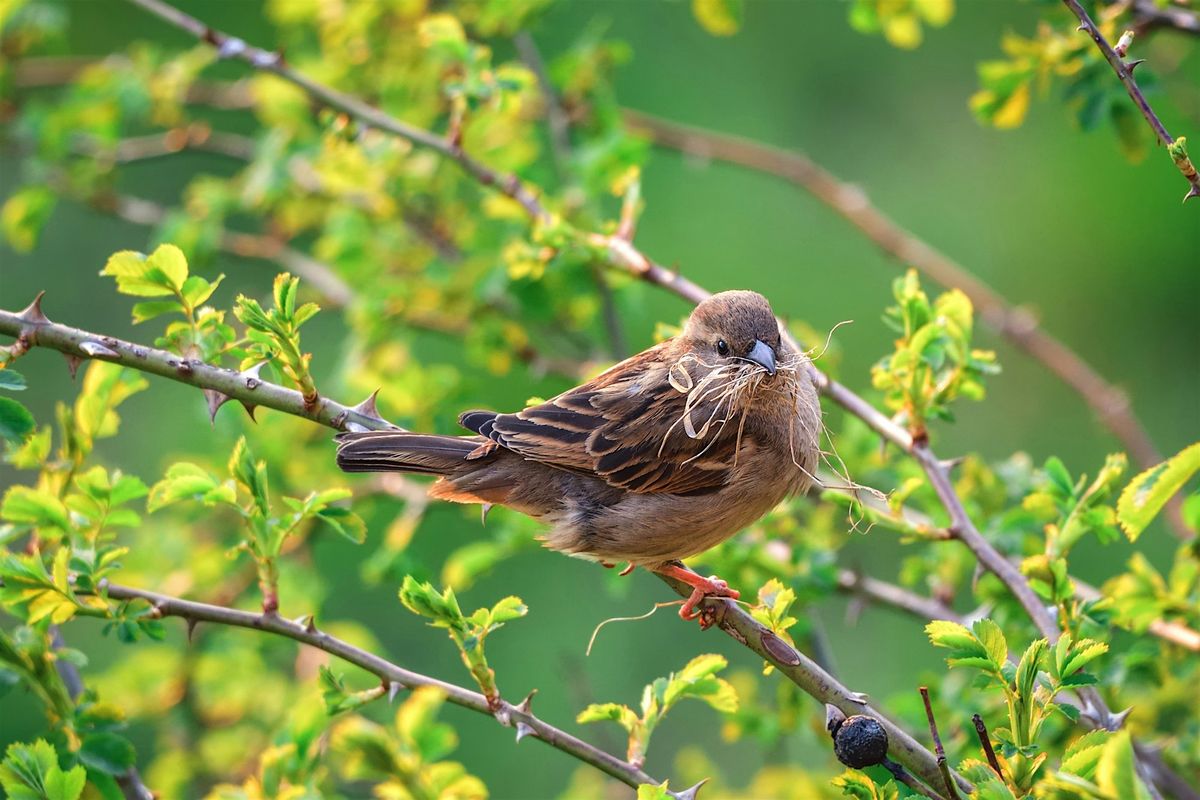 Explore the Flora and Fauna of Birch Bay Guided Field Trip