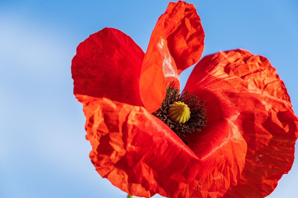 Remembrance Sunday Service