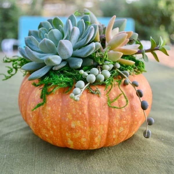 Berg's Nursery Succulent Pumpkin  Cost $20