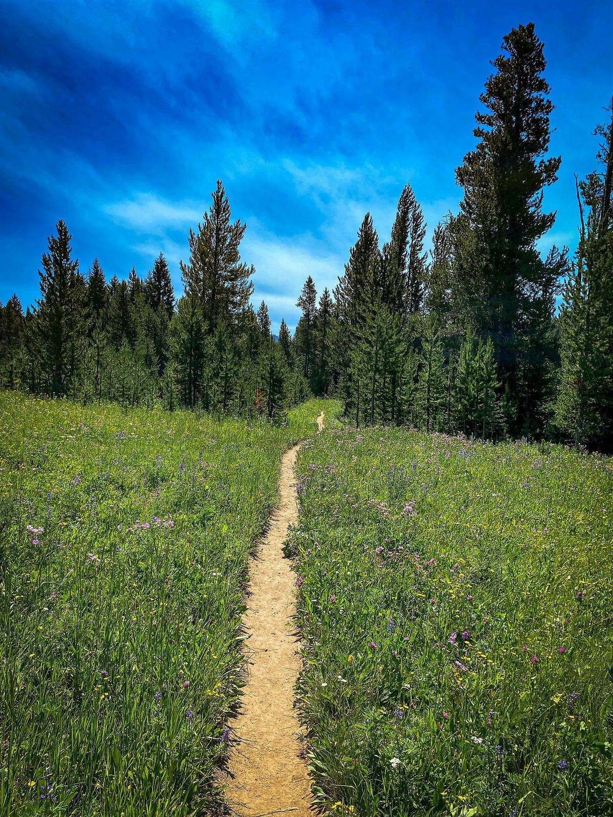 Volunteer Day: Trails and Grounds