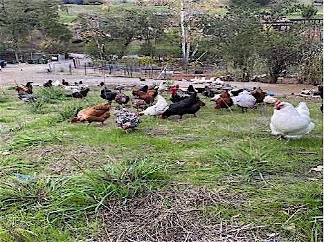 Volunteer Farm Chores