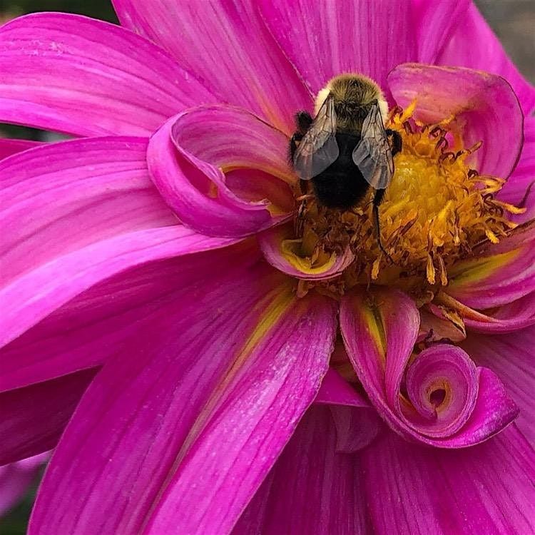 Wednesday Walk: Bees