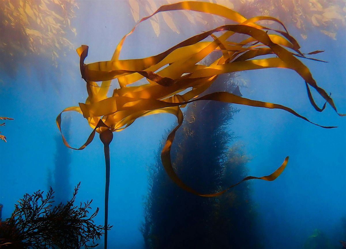 Sequoias of the Sea Film Screening