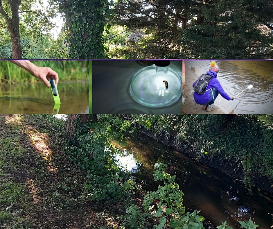 Water Quality Session of the Salt Hill Stream