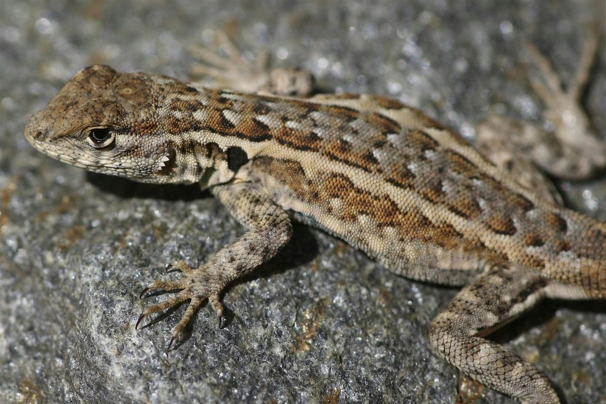 Reptiles of Theodore Payne: A Walk and Talk with Diego Blanco
