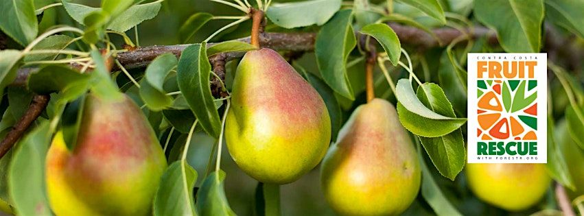 Fruit Rescue - PEAR harvest at the RES.  - Lafayette