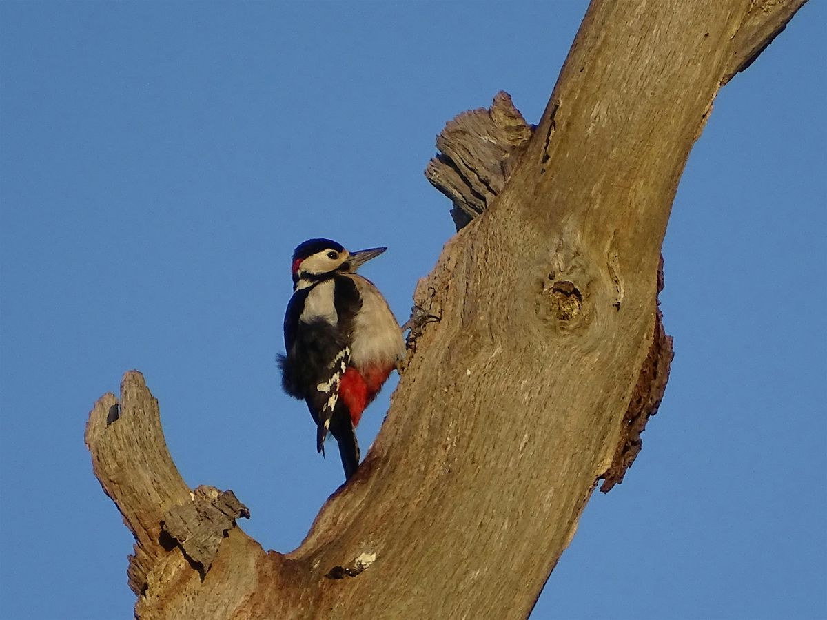 Spring Bird Walk 2025