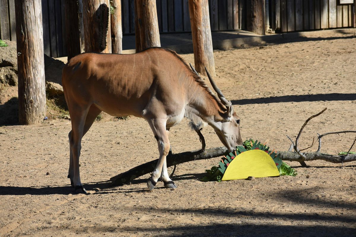 Carnivores, Herbivores, Omnivores, and Me