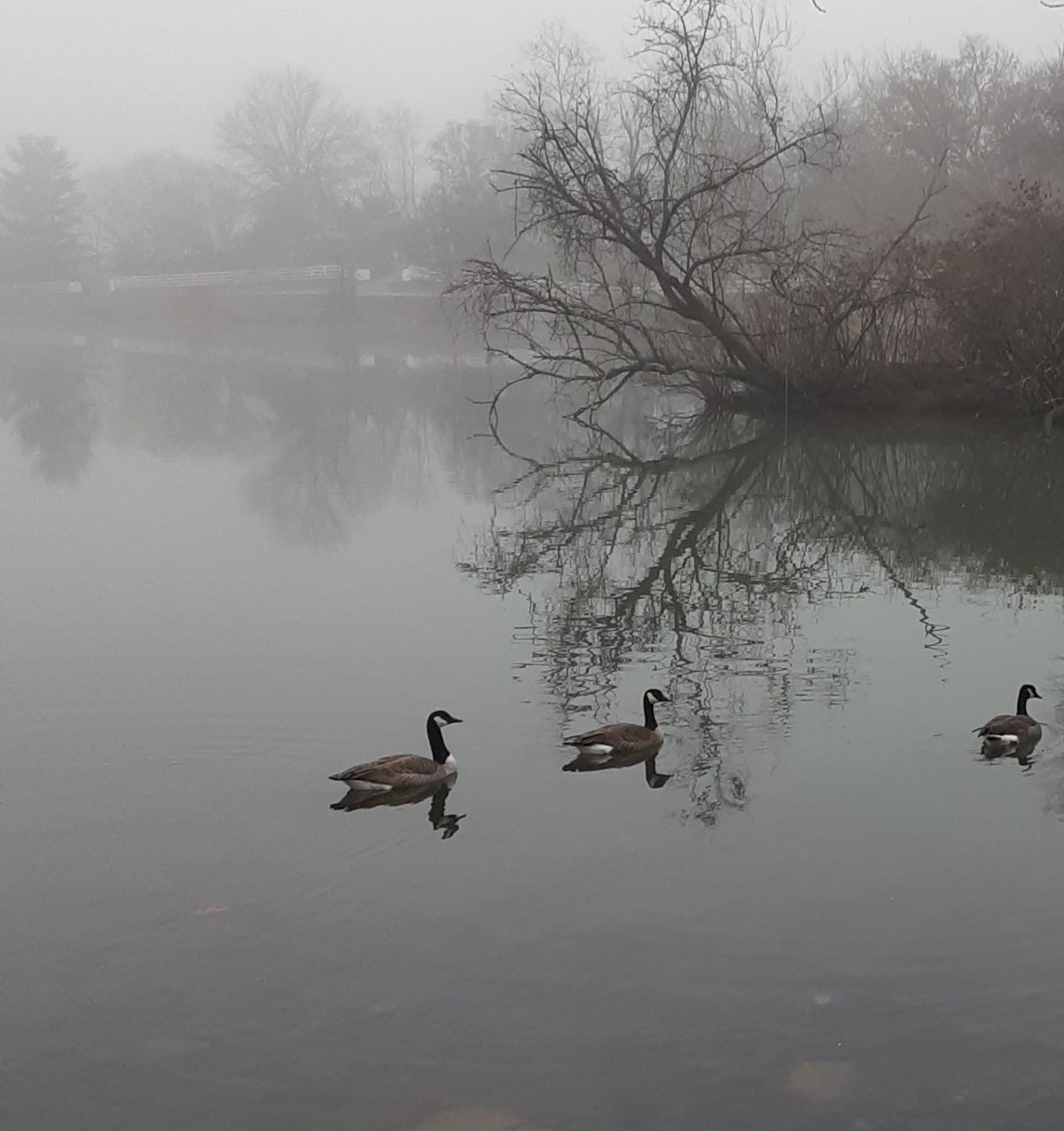 New Year\u2019s Day Bird Walk 