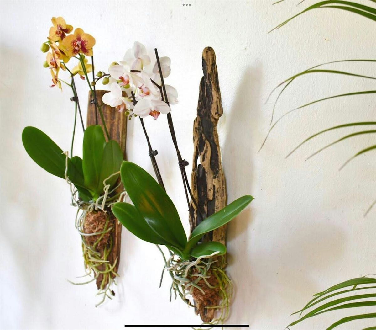 Orchid Mounting Class