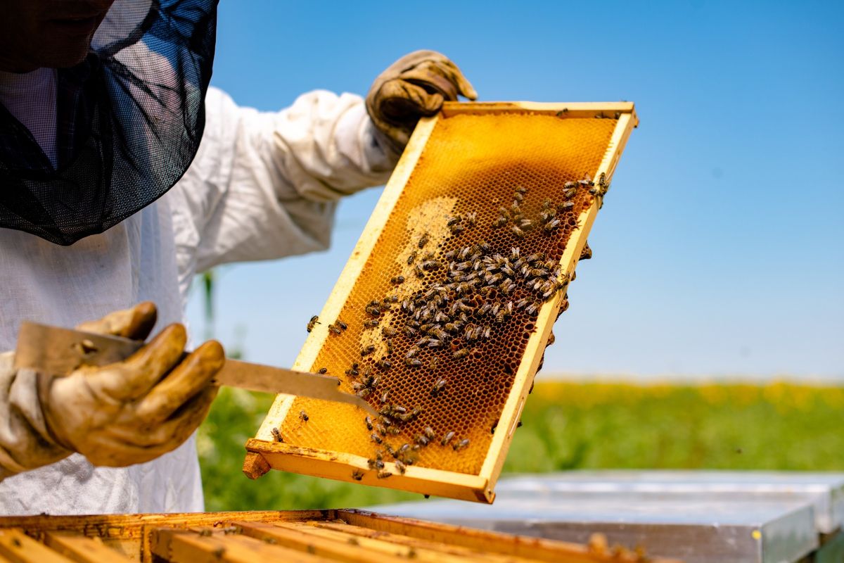 Beekeeping 101: Garden Speaker Series