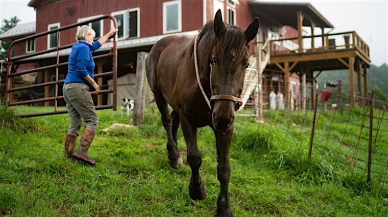 Forest Farming Tour at Banks Mountain Forest Farm