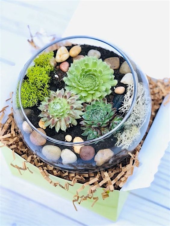 Terrariums & Tranquility: Succulent Workshop + Sound Healing & Reiki