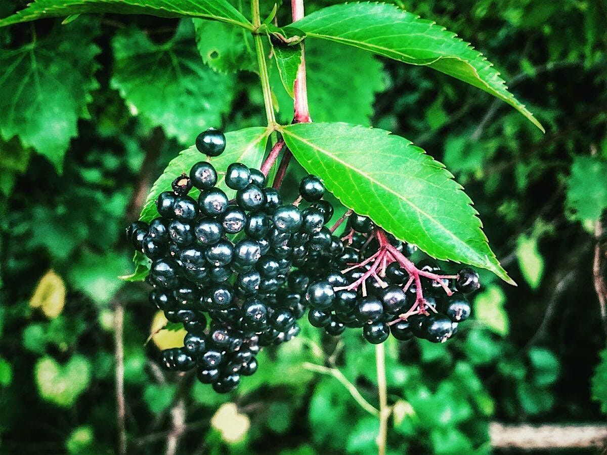 5-21-2025  All About Elderberry