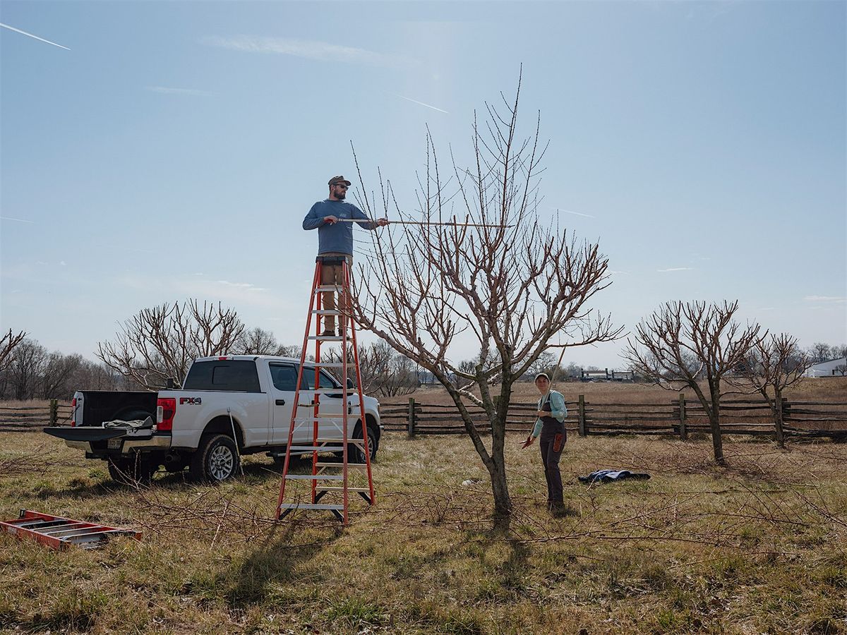 Basics of Pruning