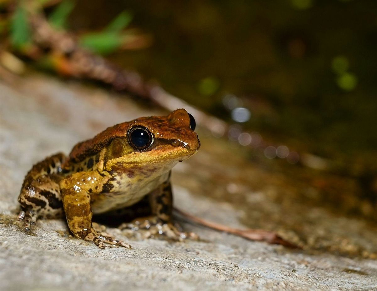 Sunset Amphibian Hike