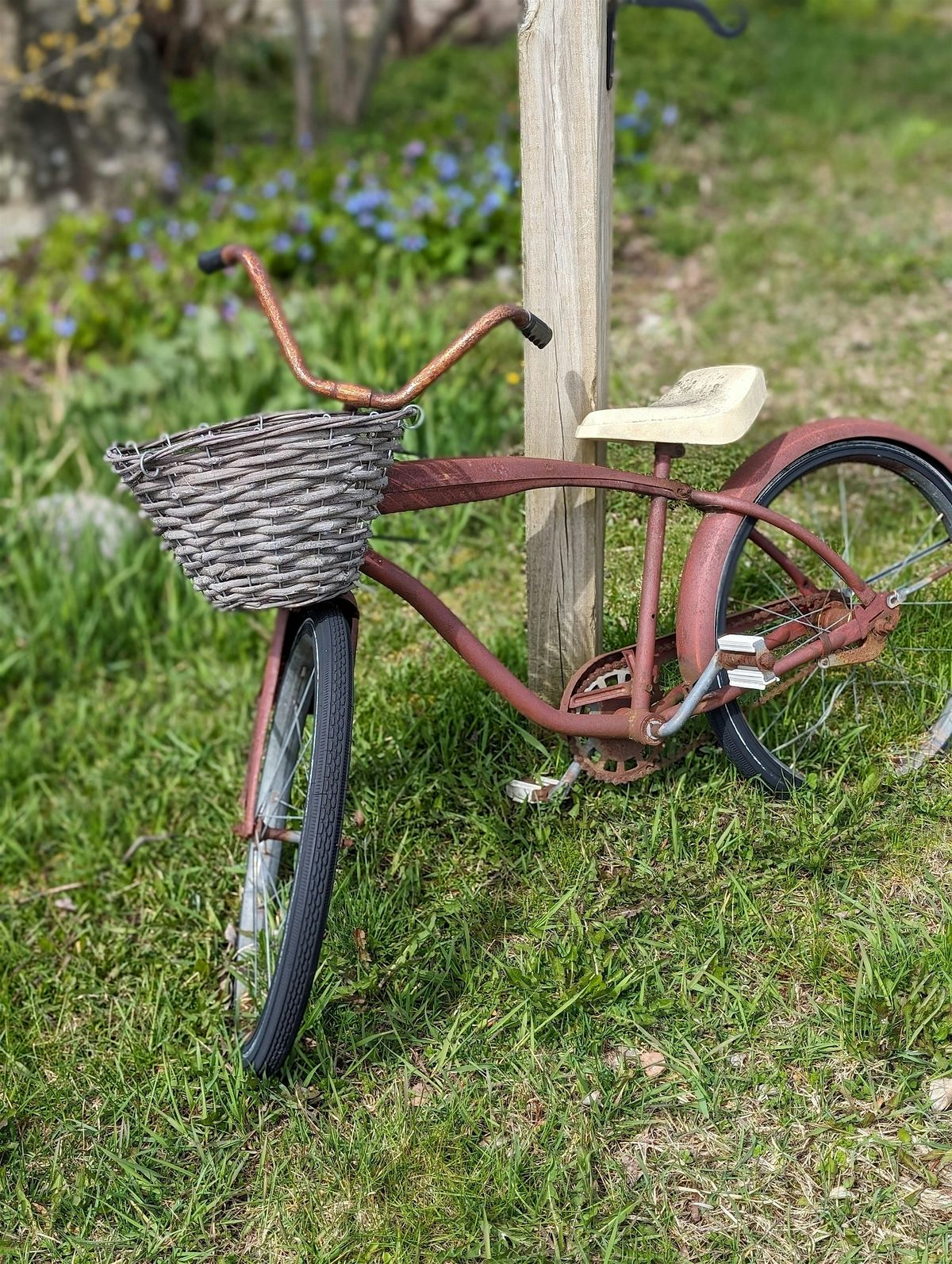 Tree ID and Natural History Tour of Oakledge Park