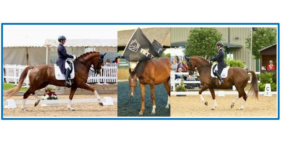 Keith Robertson Dressage and TRT Training Clinic ( in-hand or ridden)