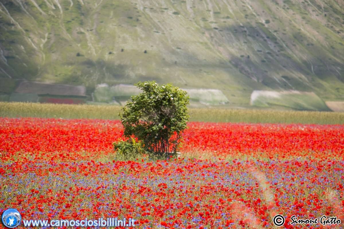 DA CONFERMARE Fioritura Castelluccio 5-6 Luglio 2025 - Workshop Il Rosso