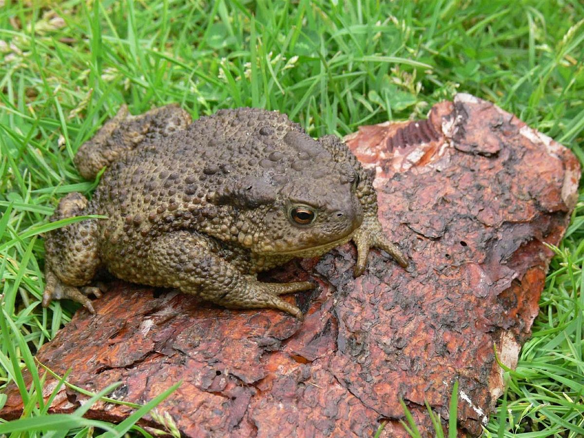 Amphibian Ecology and Survey Techniques