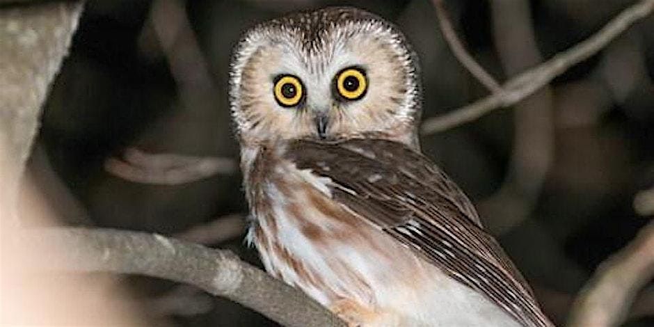 Observe Saw-Whet Owl Banding