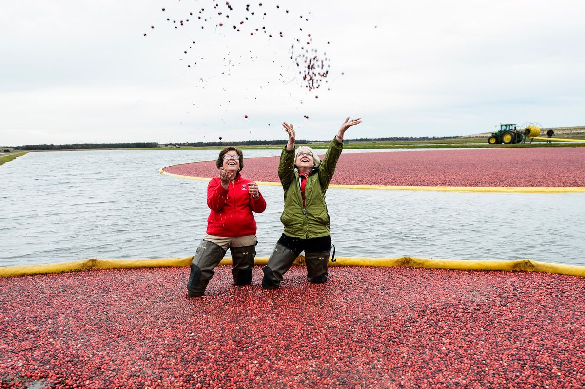 "Cranberries: How Wisconsin Became Best": In-Person Badger Talk in New Berlin, WI