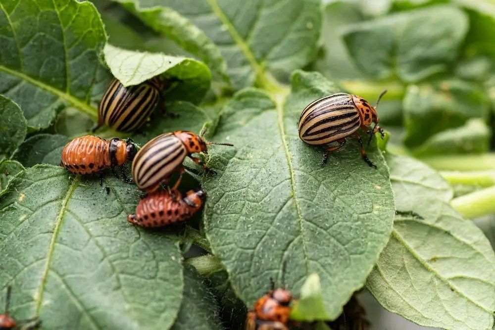 Control of Common Garden Insects and Diseases